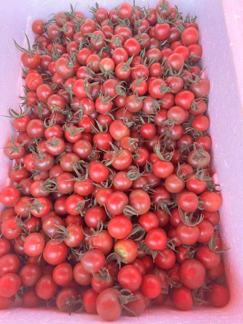 多品种圣女果