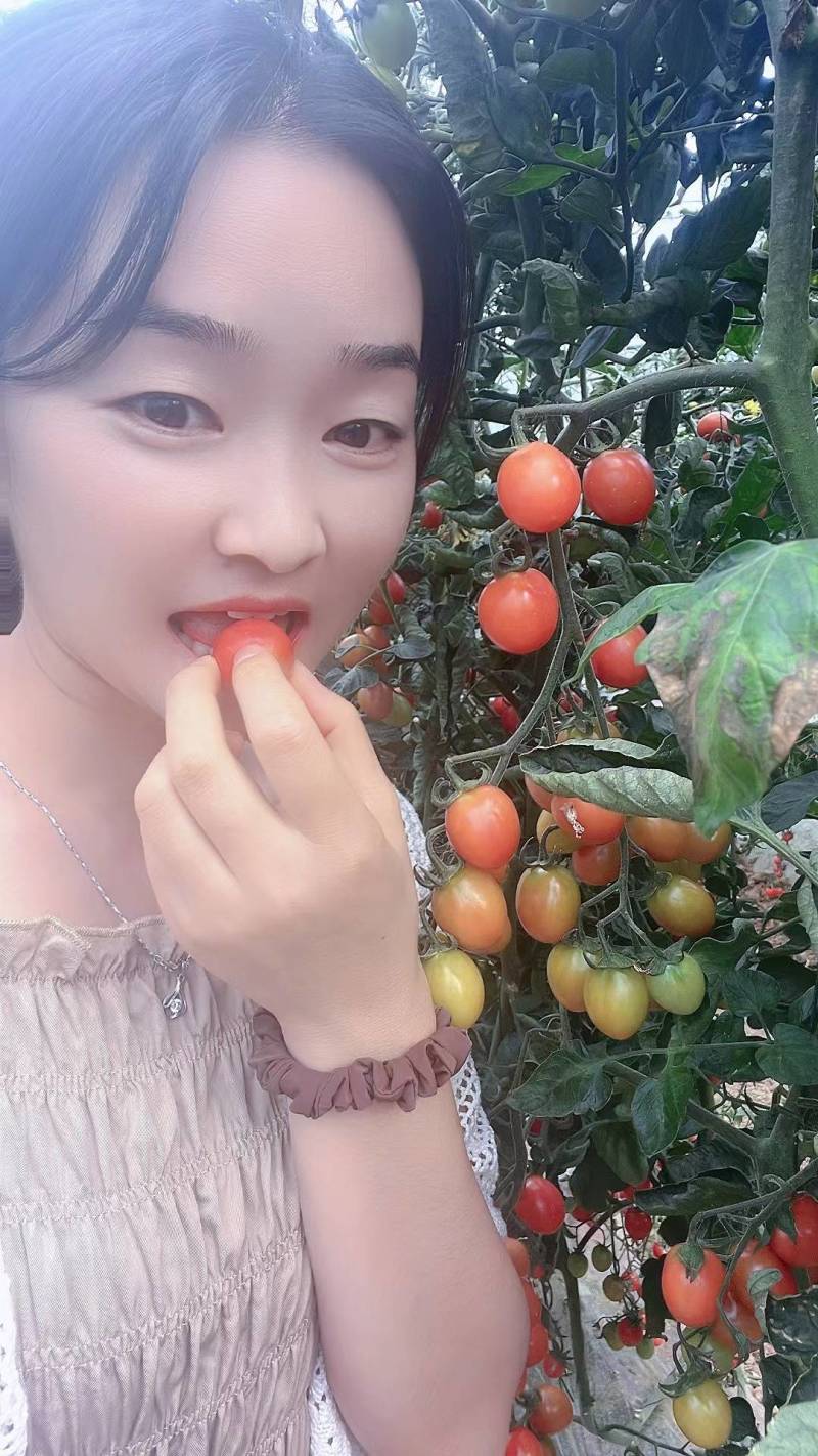 多品种圣女果
