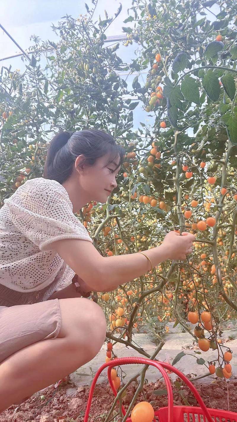 多品种圣女果