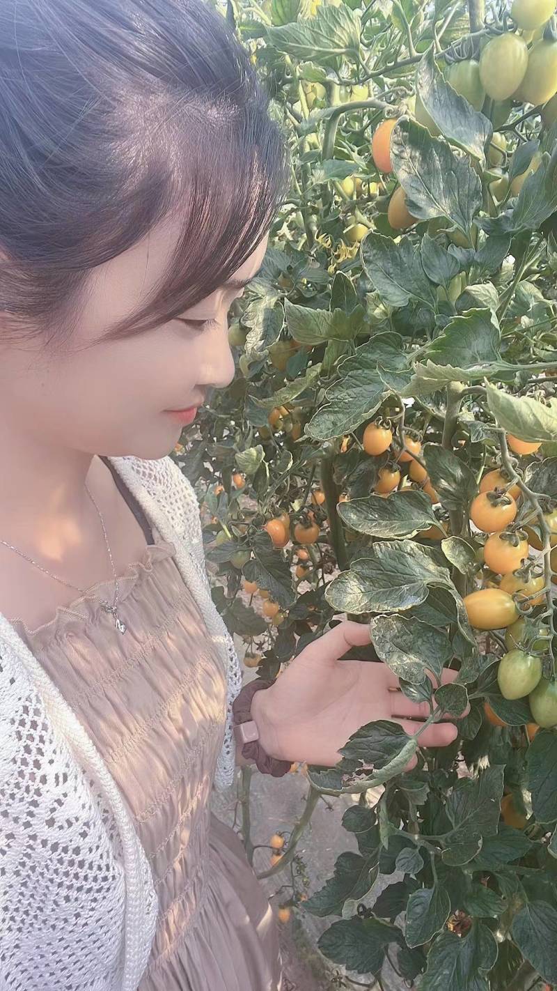 多品种圣女果