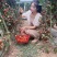 多品种圣女果