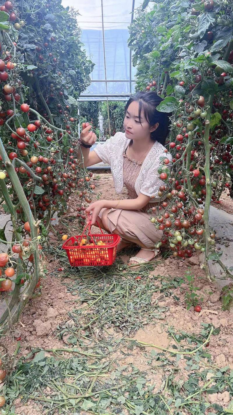 多品种圣女果