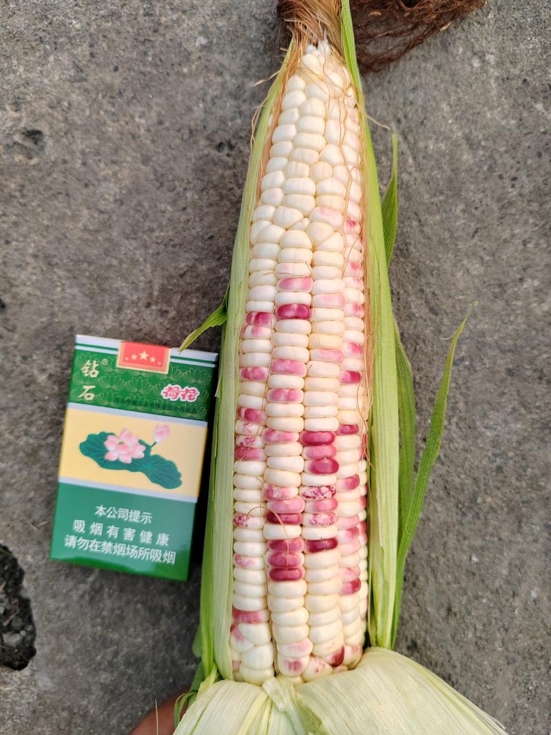 四川基地大量供应花糯玉米，个大清秀无虫价优
