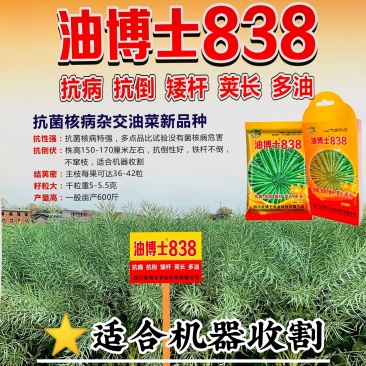 油博士838油菜种子优质抗病强抗倒油菜花种籽矮杆多油油菜