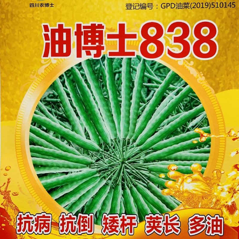 油博士838油菜种子优质抗病强抗倒油菜花种籽矮杆多油油菜