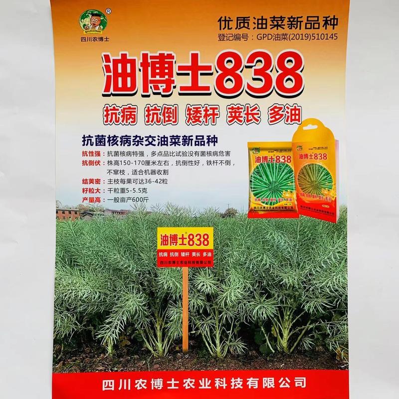 油博士838油菜种子优质抗病强抗倒油菜花种籽矮杆多油油菜