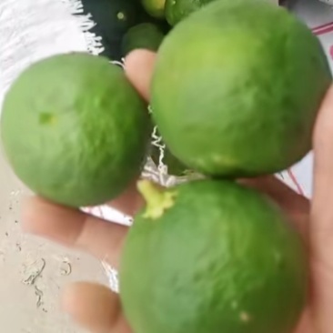 精品药材香橼大量上市，质量好，颜色好，
