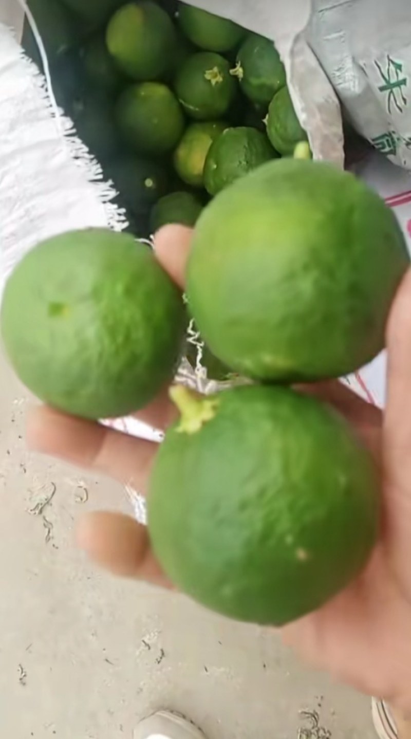 精品药材香橼大量上市，质量好，颜色好，