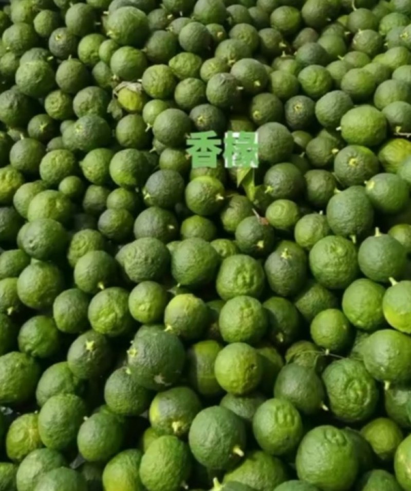 精品药材香橼大量上市，质量好，颜色好，