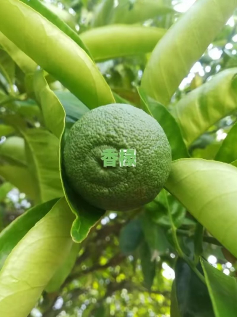 精品药材香橼大量上市，质量好，颜色好，