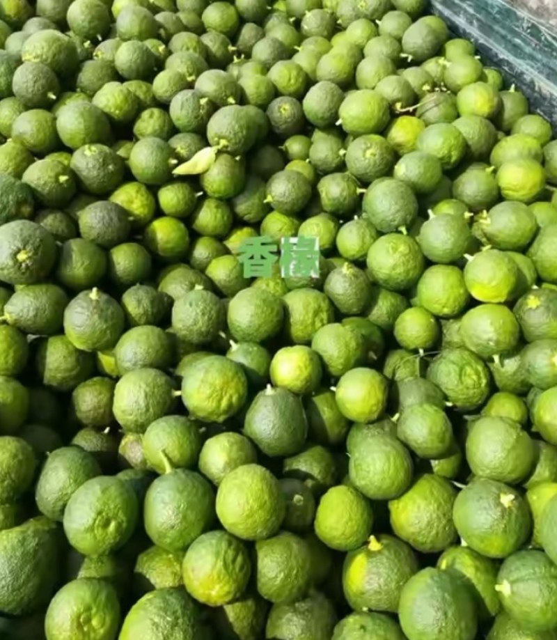 精品药材香橼大量上市，质量好，颜色好，