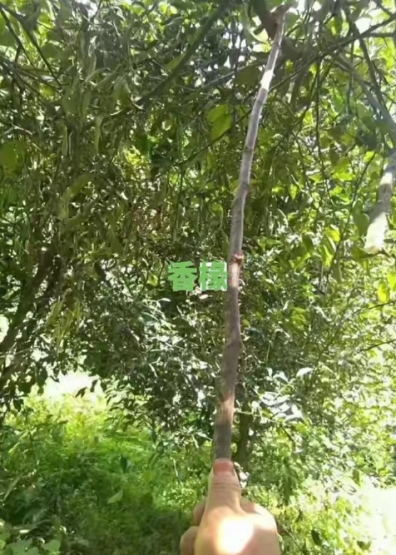 精品药材香橼大量上市，质量好，颜色好，