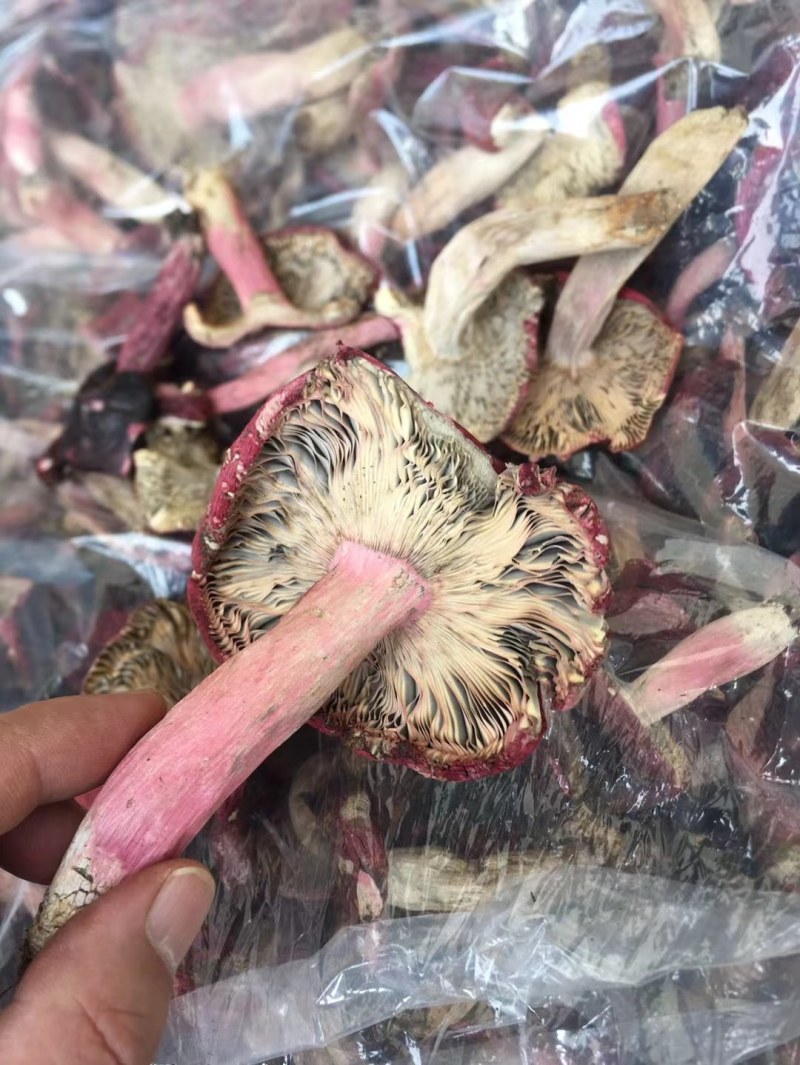 大大红菇
