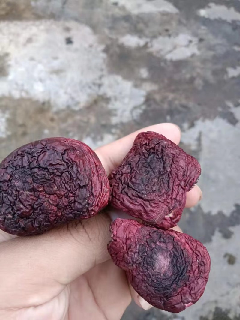 大大红菇