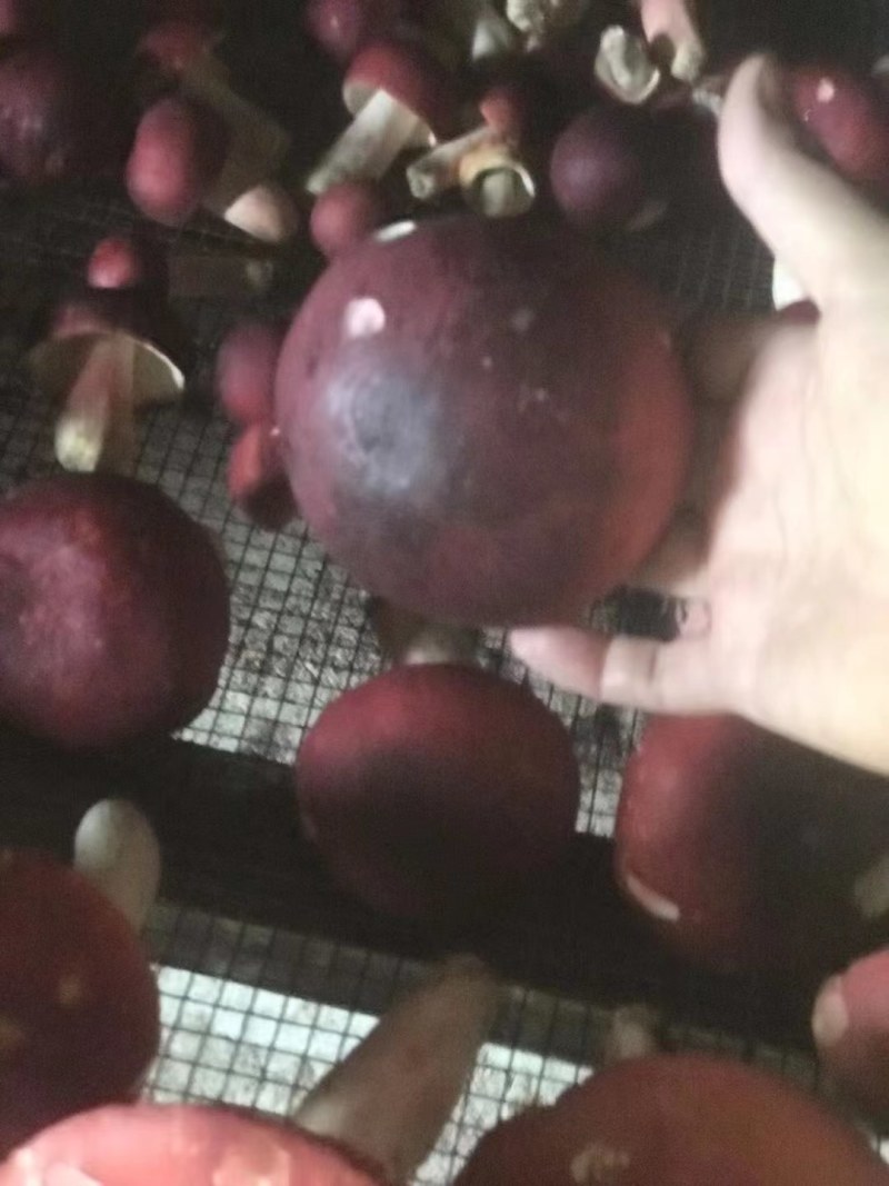 大大红菇
