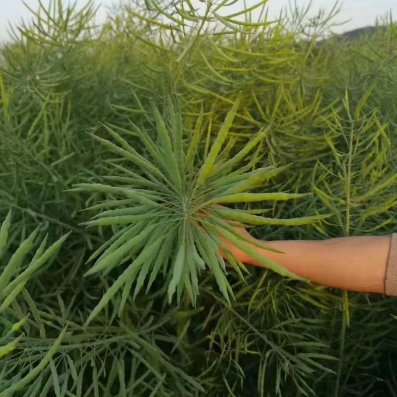 优质矮杆油菜种子庆油8号菜籽油种子一碗菜籽半碗油抗倒油菜