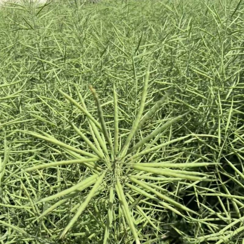 优质矮杆油菜种子庆油8号菜籽油种子一碗菜籽半碗油抗倒油菜