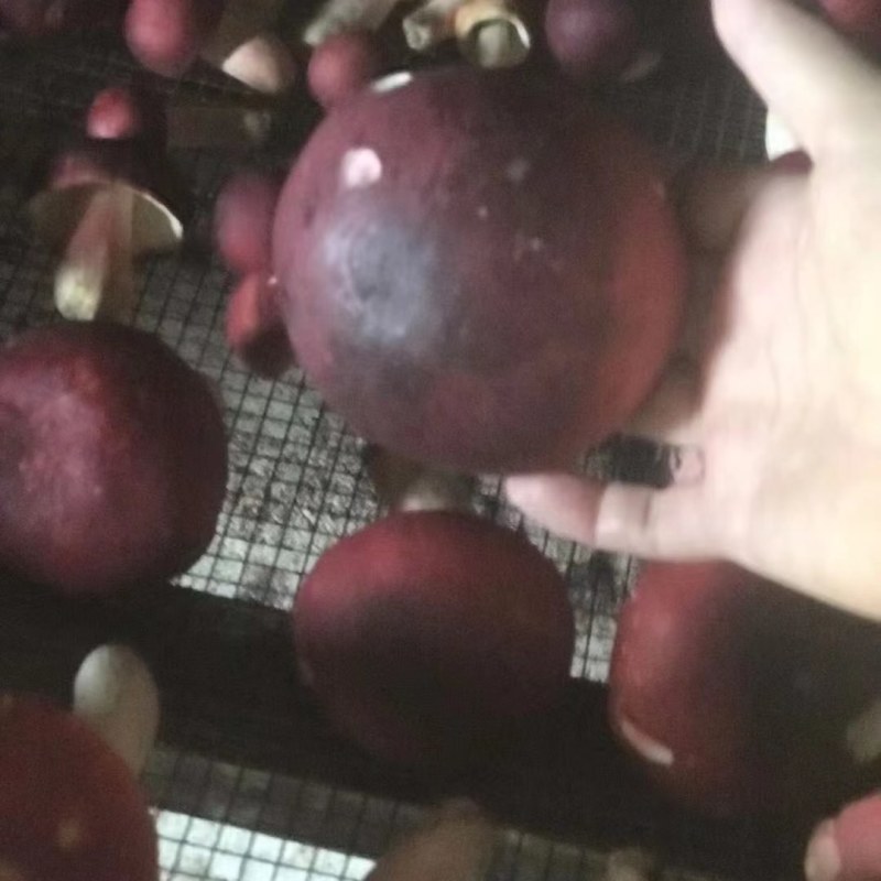 大大红菇