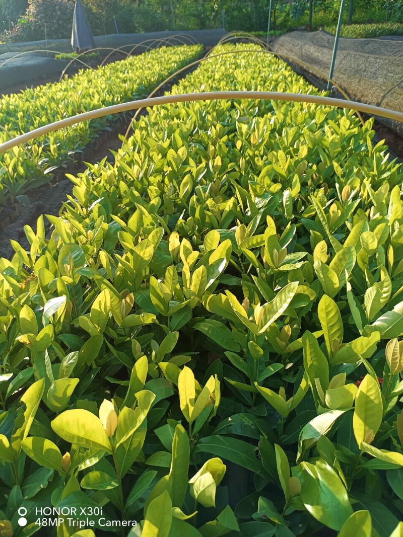 新加坡龙船花