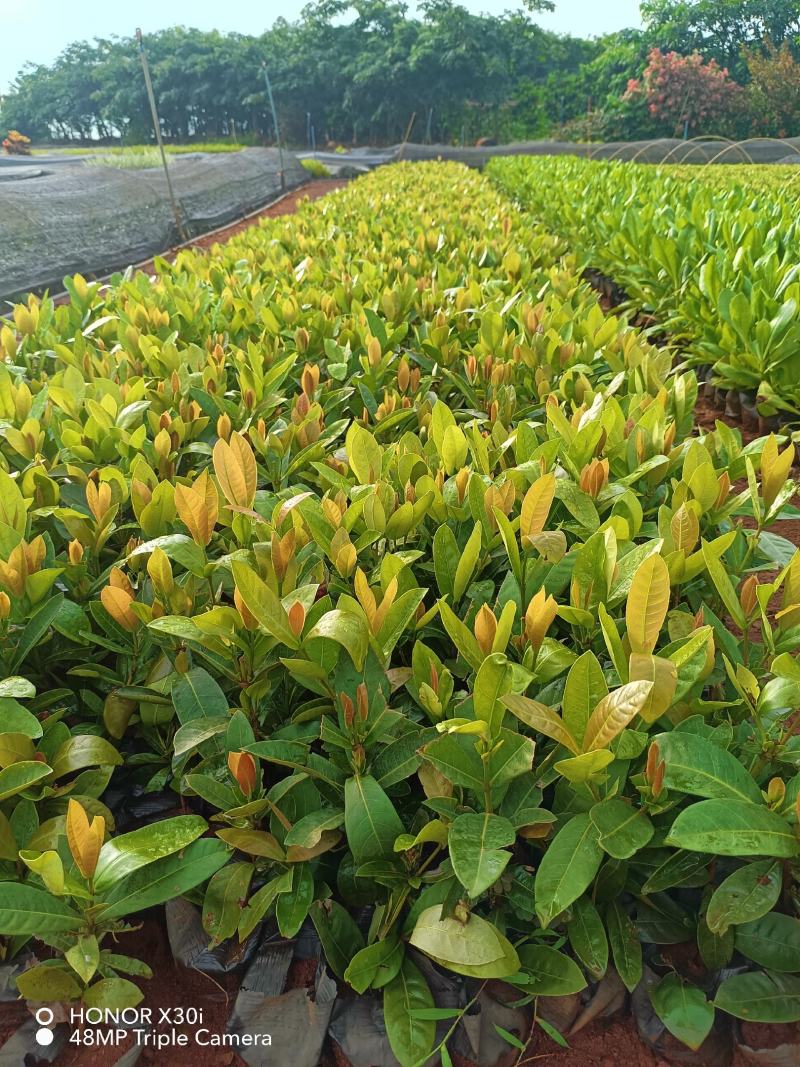 新加坡龙船花