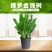 海南金钱树种植基地