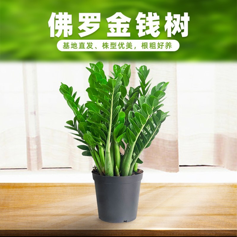 海南金钱树种植基地