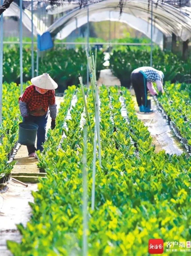 海南金钱树种植基地