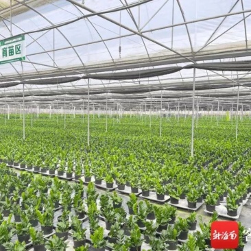 海南金钱树种植基地