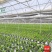 海南金钱树种植基地