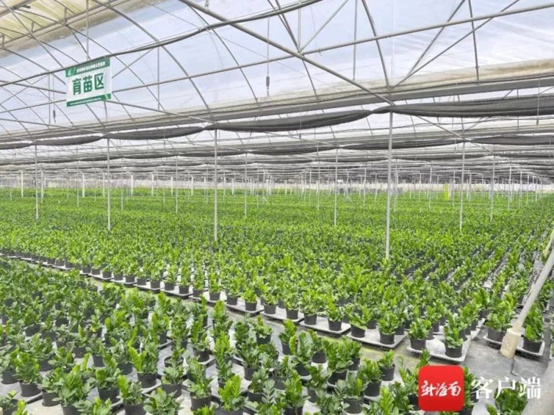 海南金钱树种植基地