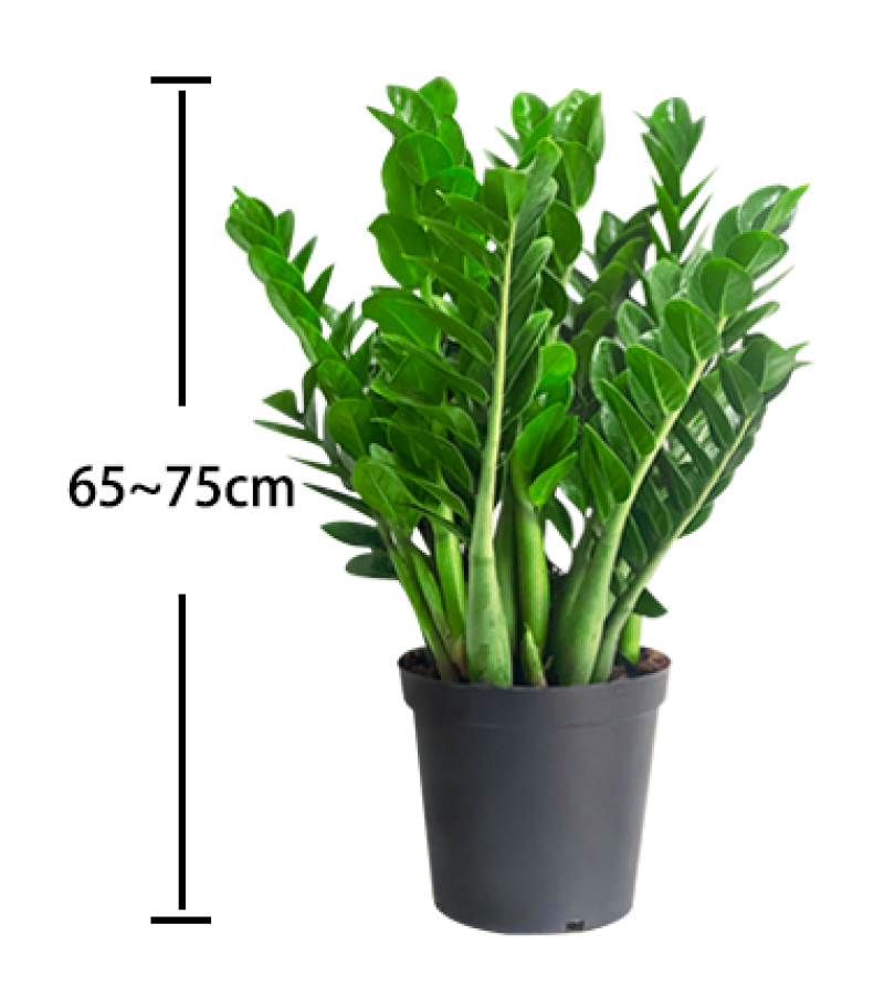 海南金钱树种植基地