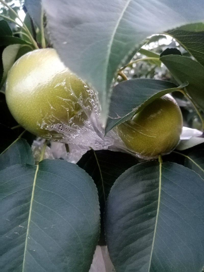 青皇冠梨，河北迁安