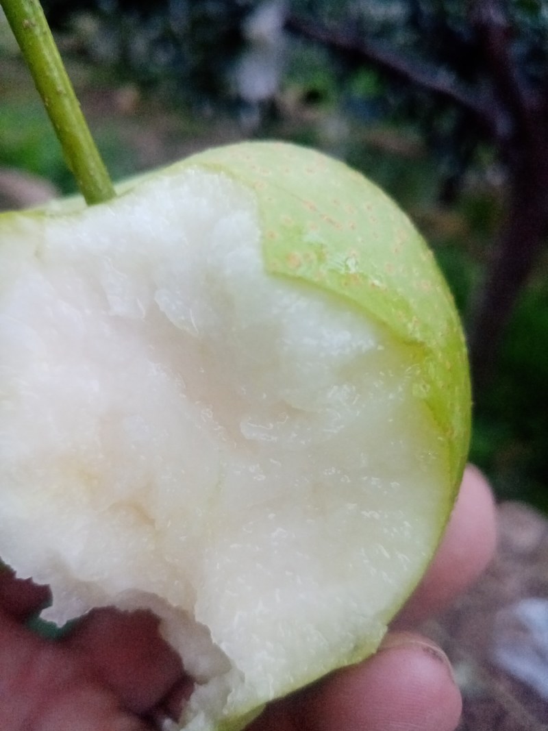 青皇冠梨，河北迁安