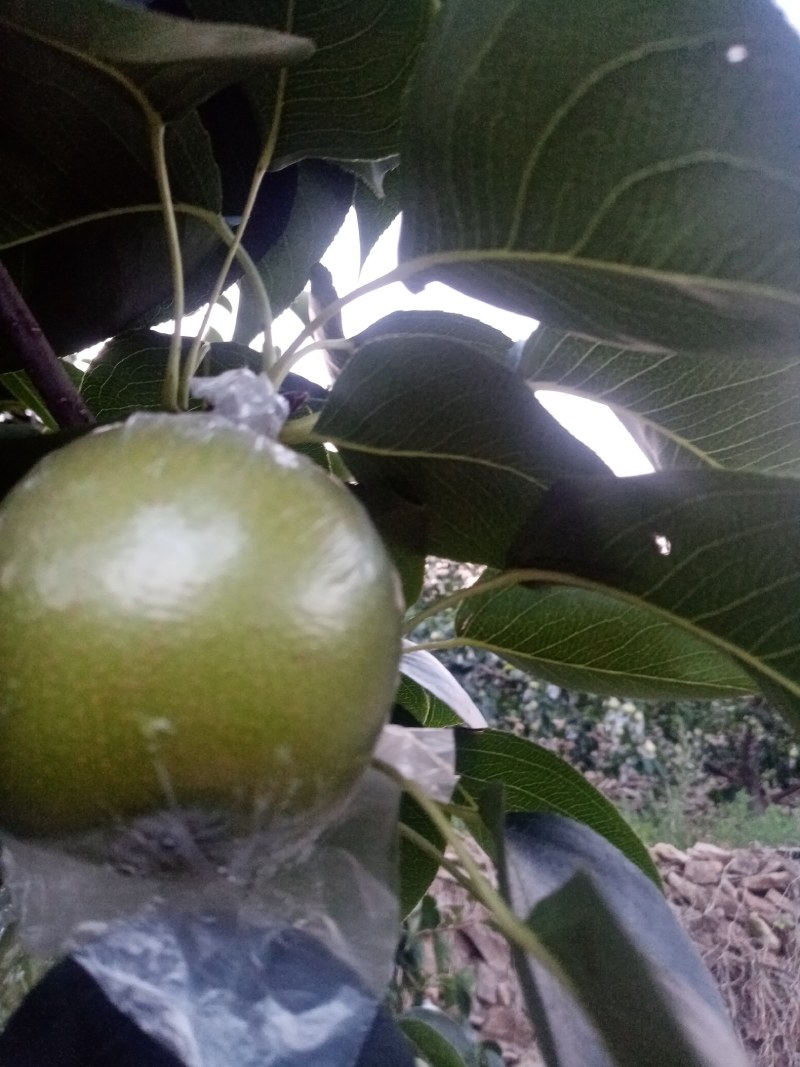 青皇冠梨，河北迁安