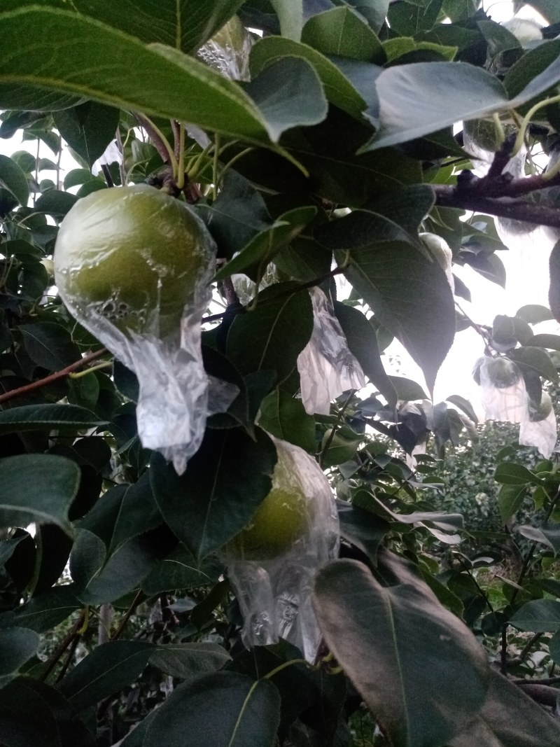 青皇冠梨，河北迁安