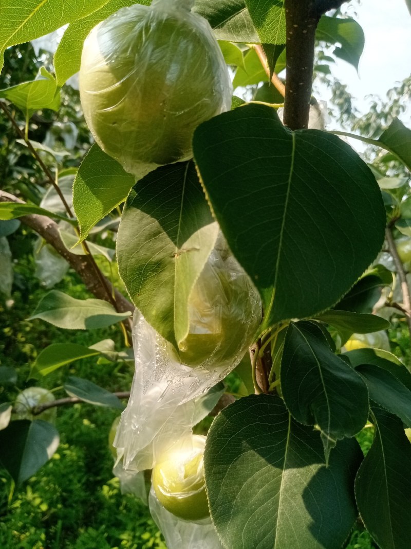 青皇冠梨，河北迁安