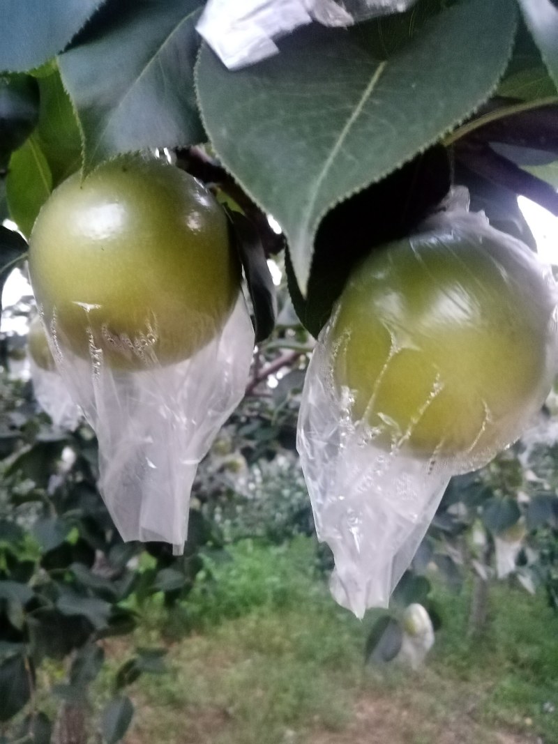 青皇冠梨，河北迁安