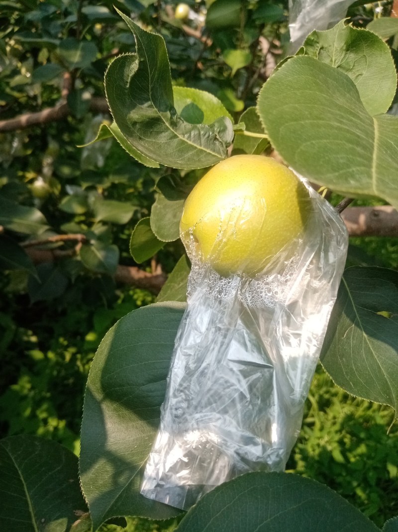 青皇冠梨，河北迁安