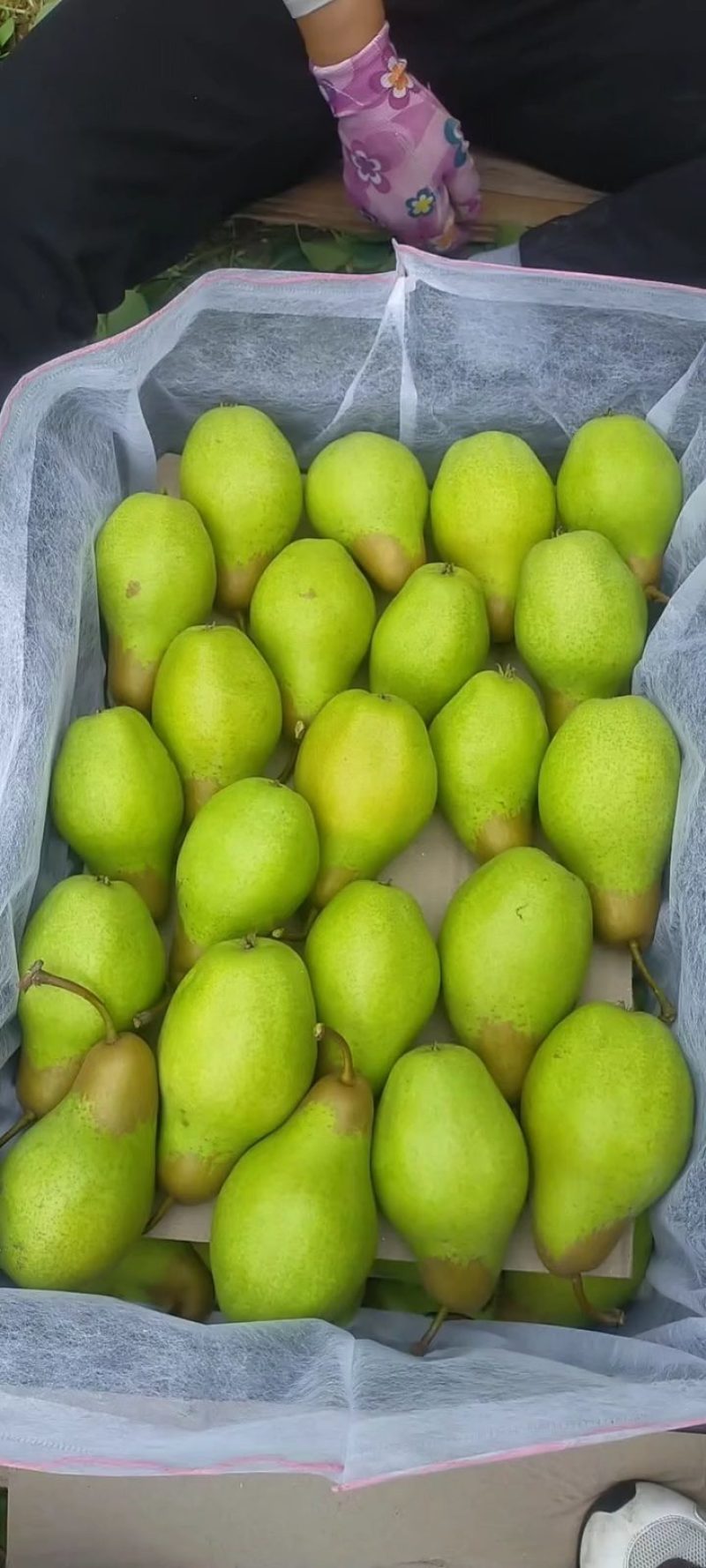 北镇市精品茄梨也叫贵妃梨，大量库存，欢迎大老板前来选购