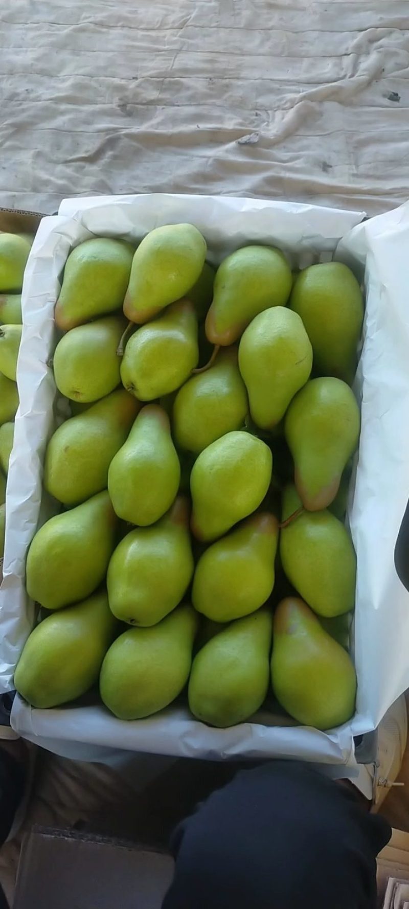 北镇市精品茄梨也叫贵妃梨，大量库存，欢迎大老板前来选购