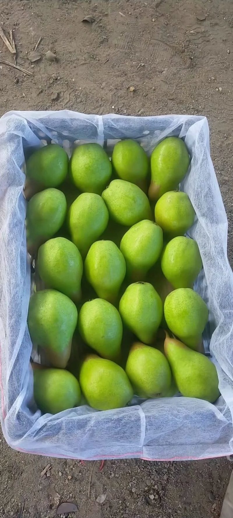 北镇市精品茄梨也叫贵妃梨，大量库存，欢迎大老板前来选购