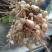 白果花生