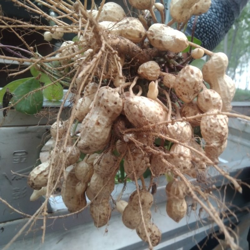 白果花生