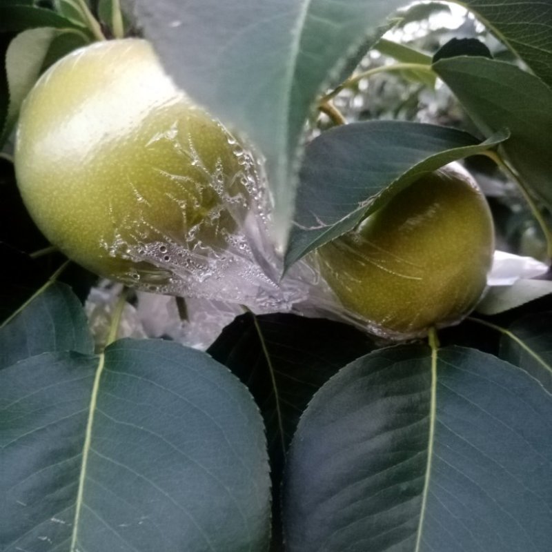 青皇冠梨，河北迁安