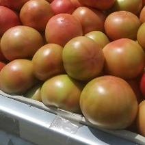 313精品西红柿上市了，欢迎老板前来选购