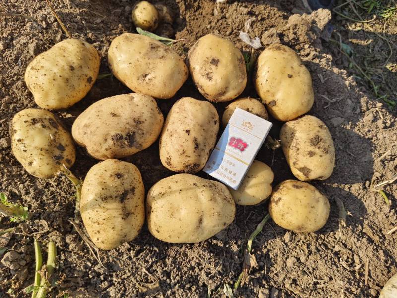 牡丹江精品尤金土豆产地直发规格齐全质量保证欢迎电联
