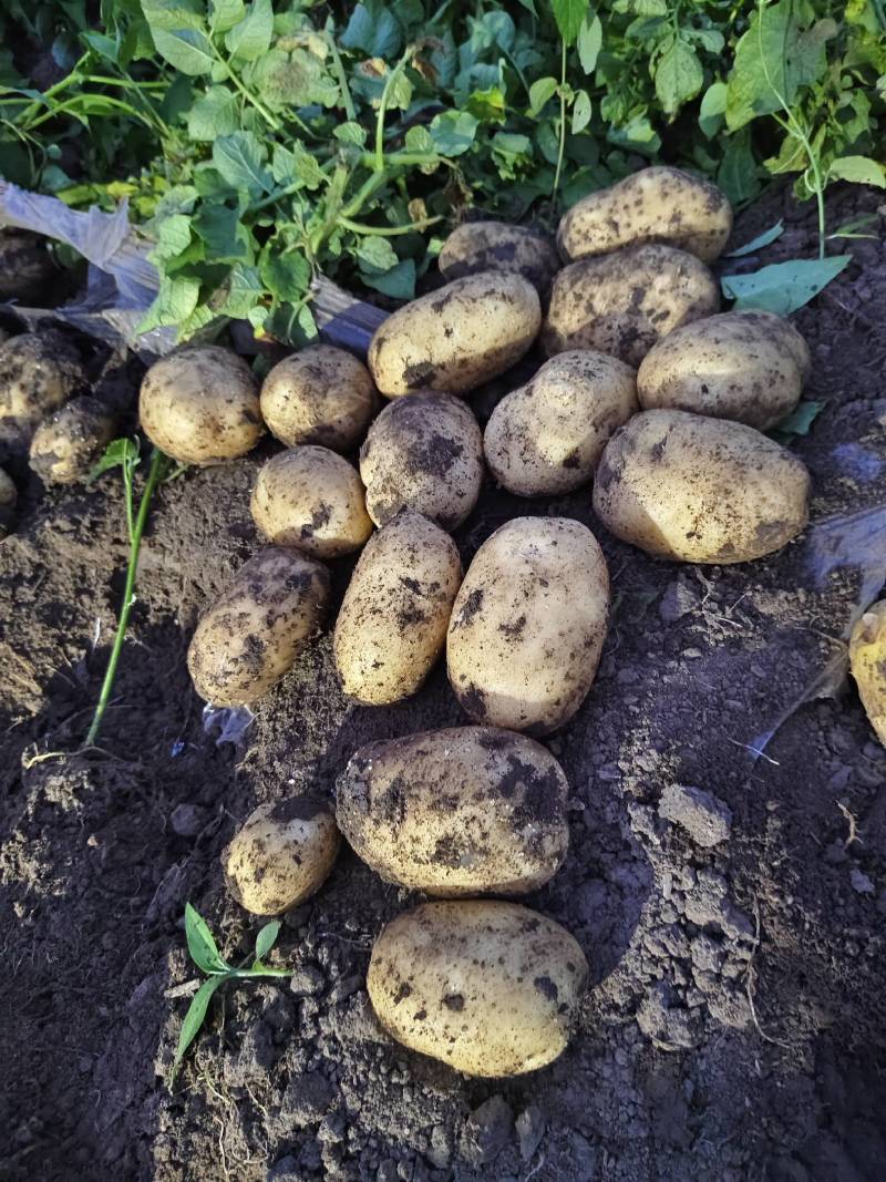 牡丹江精品尤金土豆产地直发规格齐全质量保证欢迎电联