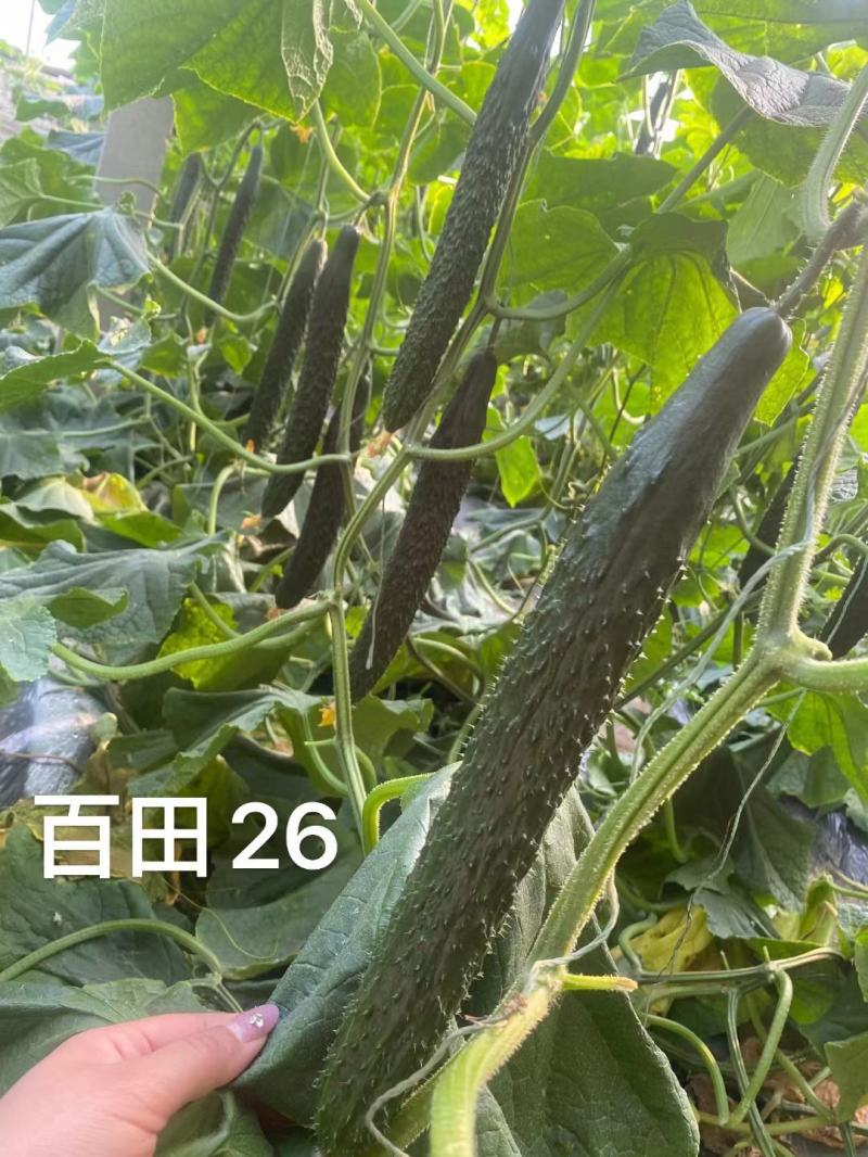 黄瓜苗，全磁，强磁，嫁接直根黄瓜苗，水果黄瓜苗耐寒性好