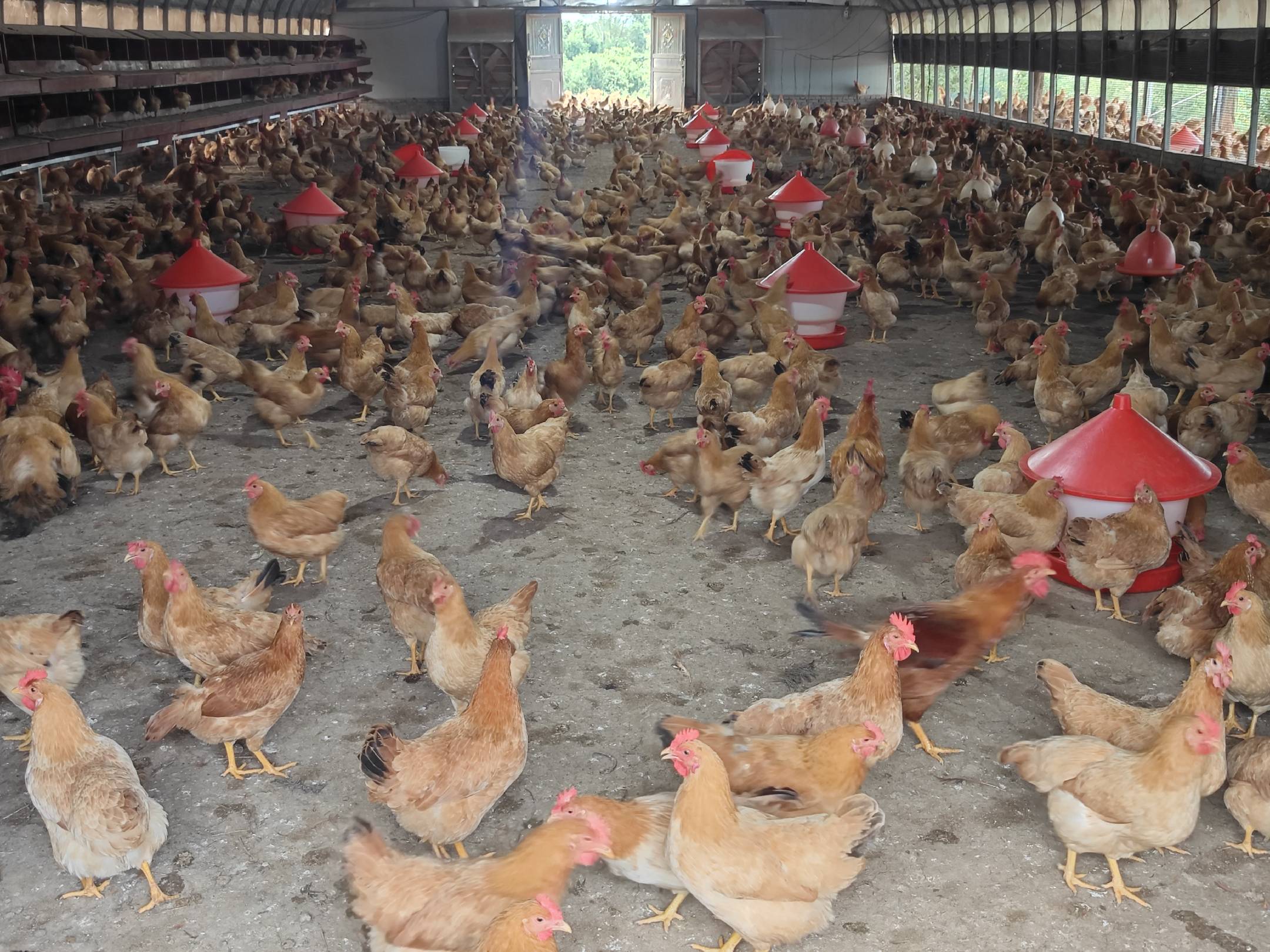 无抗鸡蛋养殖环境