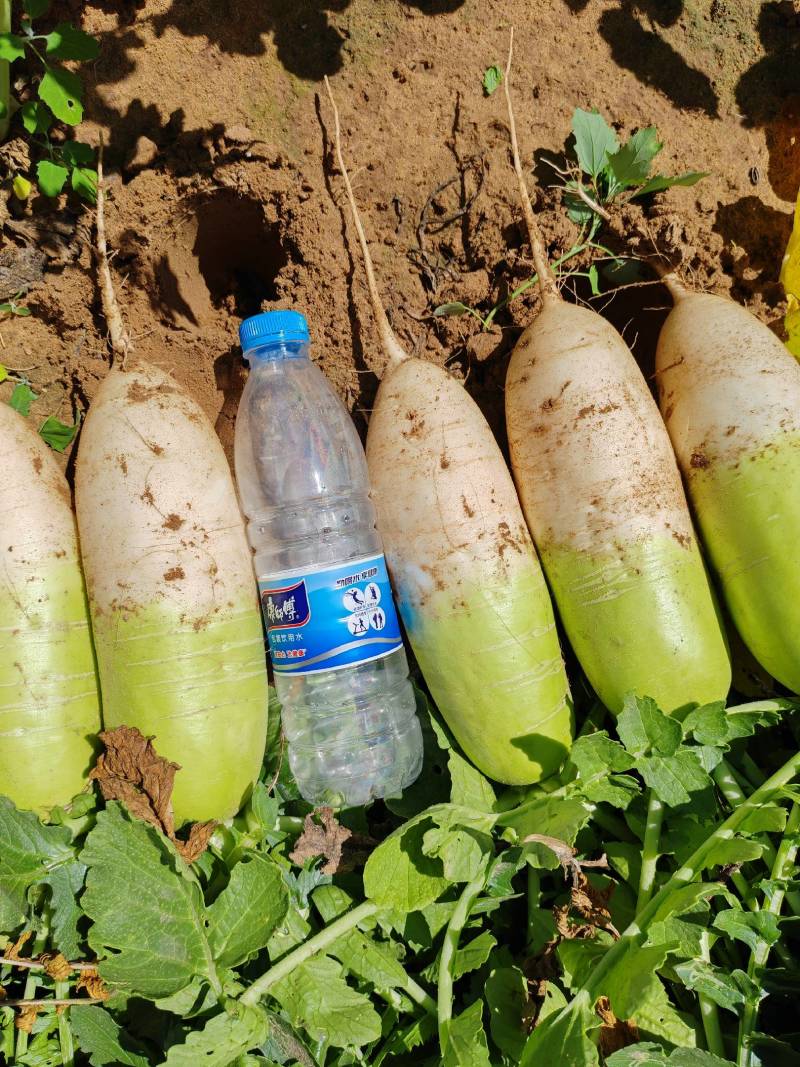 24年12月青萝卜，半青白萝卜，青头萝卜，南韩萝卜